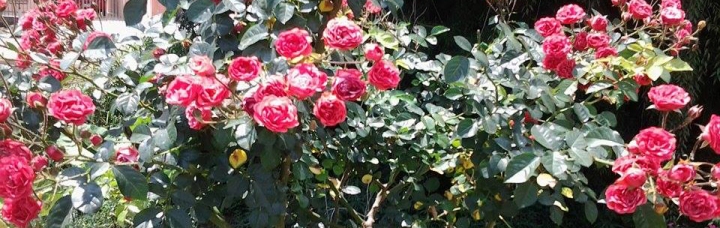 flor rosa3editada