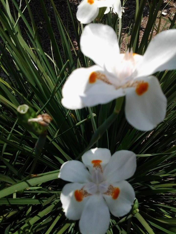 flor branca 3 linda