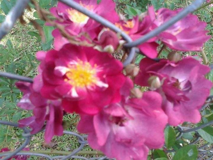 flor vermelha mior rosa linda atras da tela
